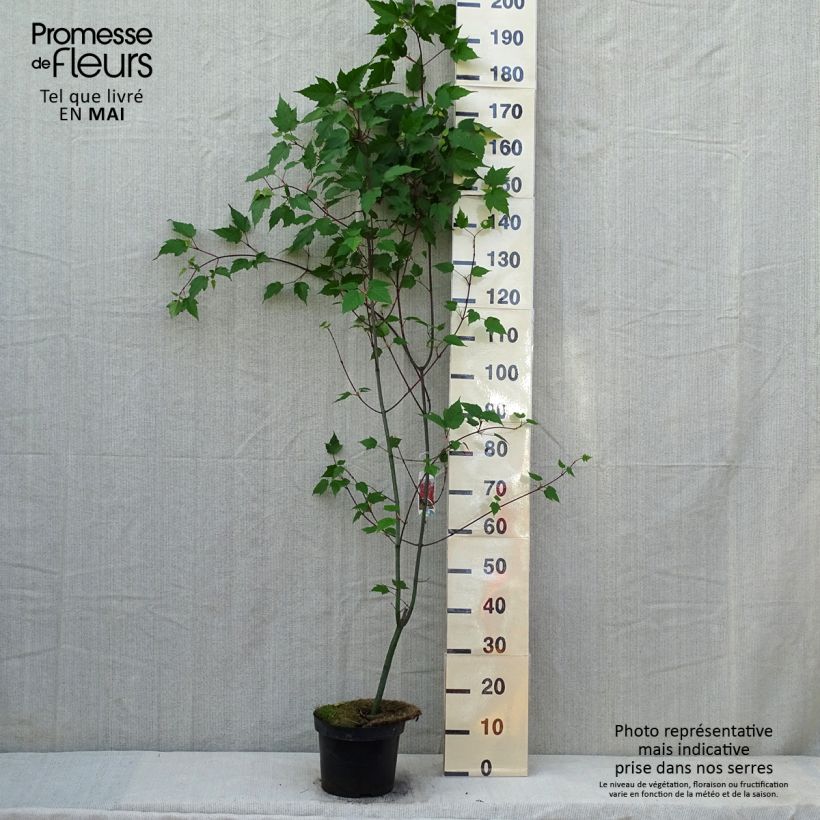 Acer capillipes - Arce rojo japonés Maceta 7,5L/10L, Arból joven Ejemplar entregado en la primavera