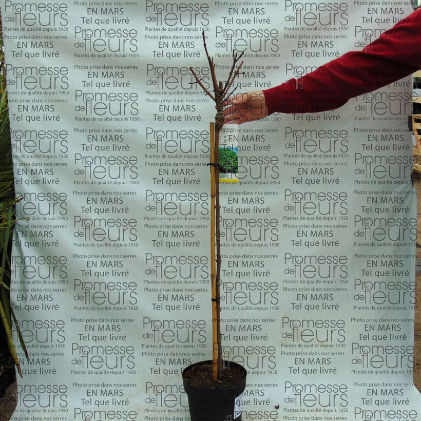 Ejemplo de ejemplar de Arce real Globosum - Acer platanoides Maceta 3L/4L tal y como se entrega