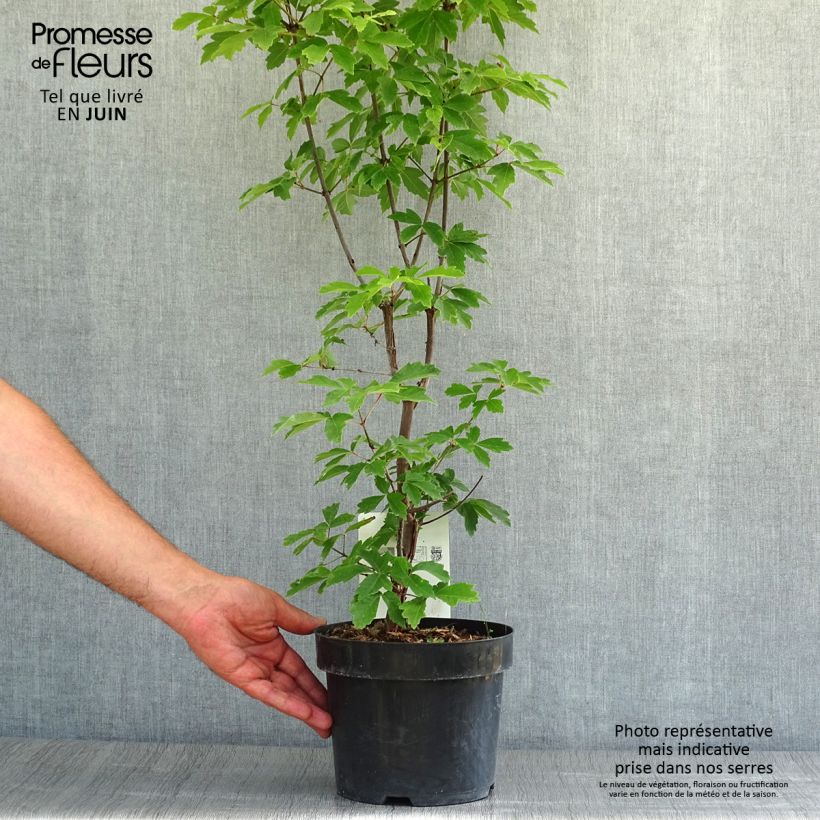 Ejemplar de Acer griseum - Arce chino gris​ Maceta 3L/4L entregado en verano