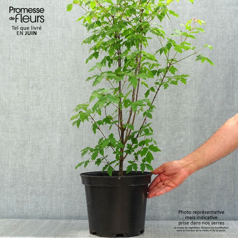 Acer griseum - Arce chino gris​ Maceta 7,5L/10L Ejemplar entregado en la primavera