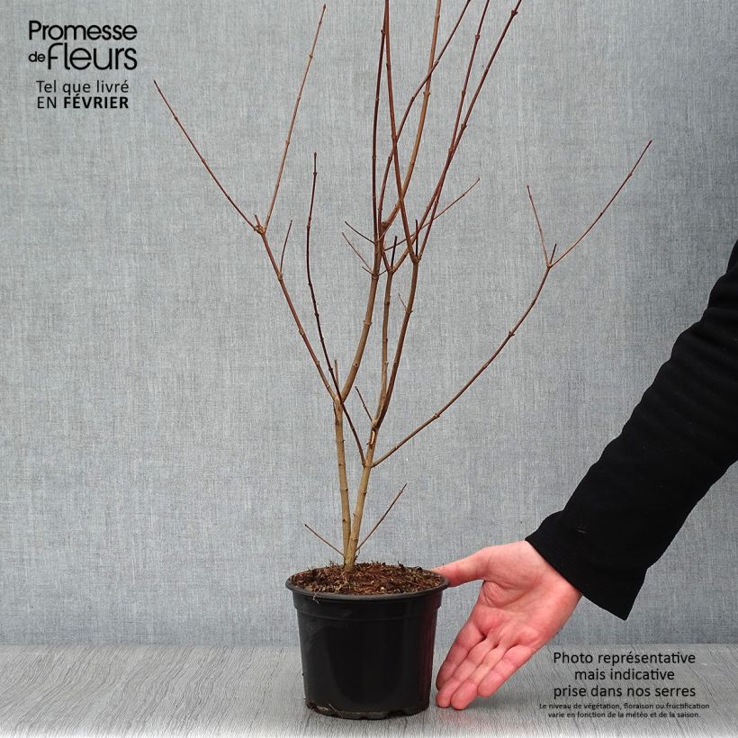 Arce común - Acer campestre Maceta 2L/3L Ejemplar entregado en invierno