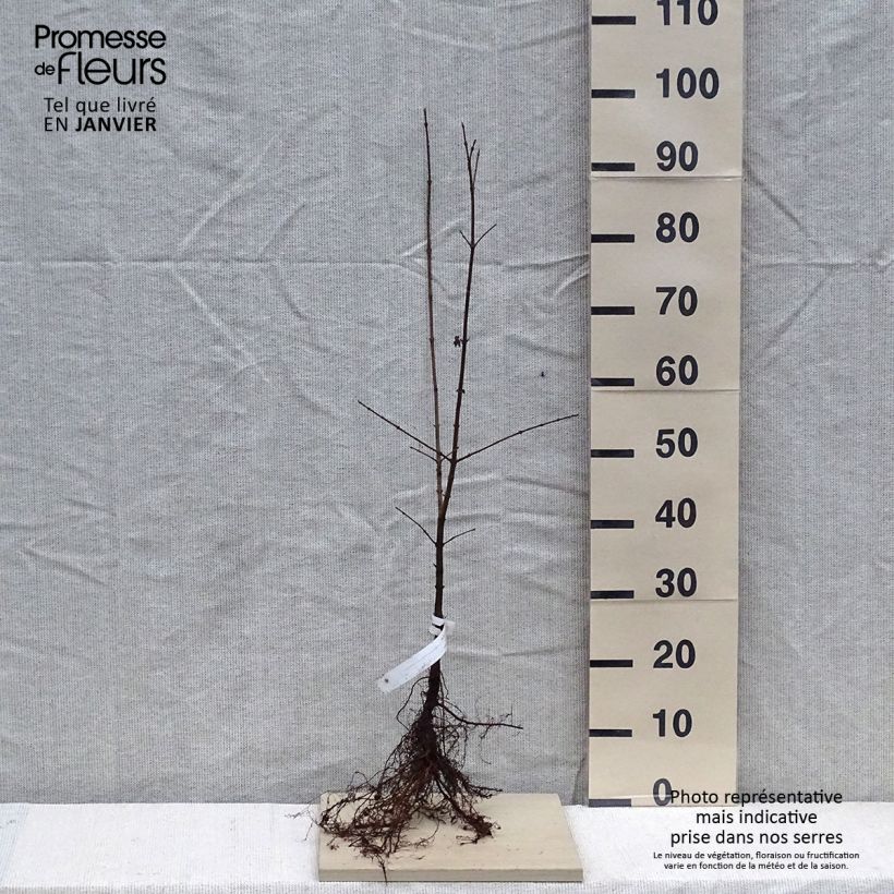 Arce común - Acer campestre Raíces desnudas Ejemplar entregado en invierno