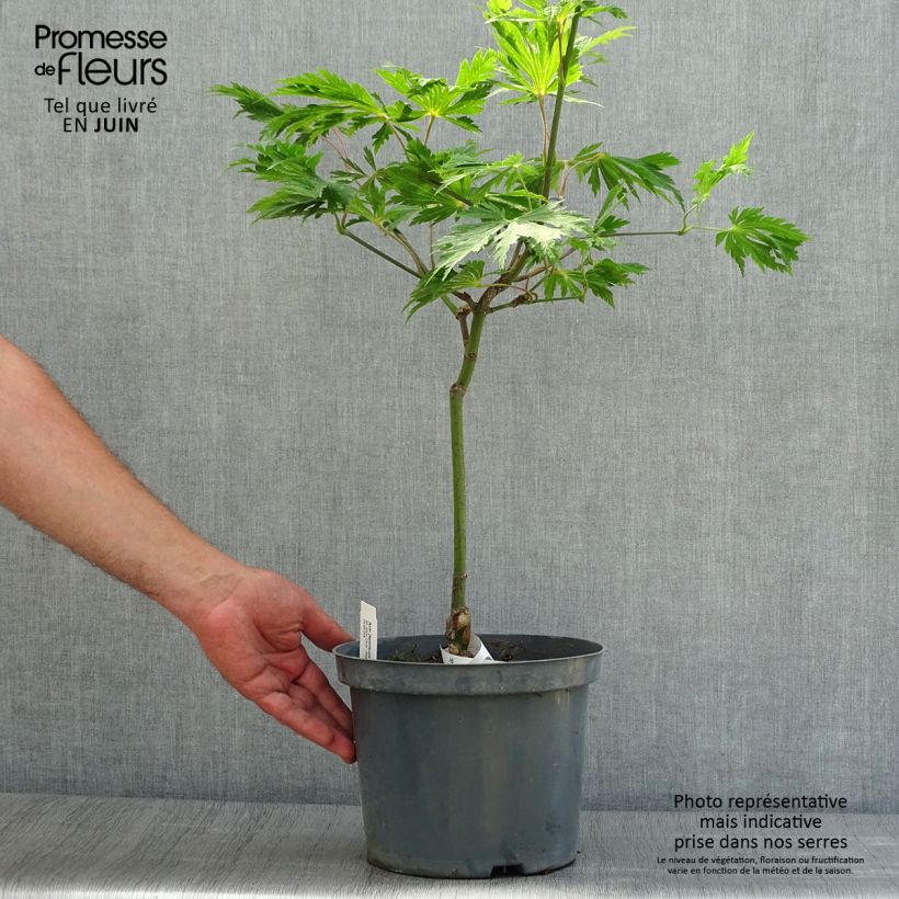 Ejemplar de Arce japonés Aconitifolium Maceta 4L/5L entregado en verano