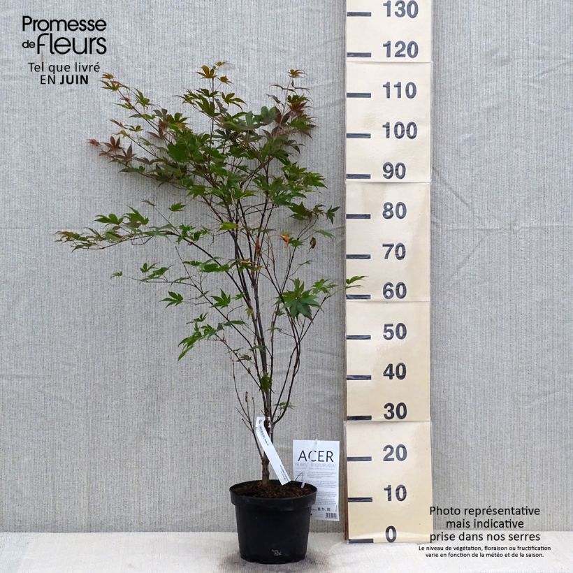 Ejemplar de Arce japonés rojo - Acer palmatum Atropurpureum Maceta 2L/3L entregado en verano
