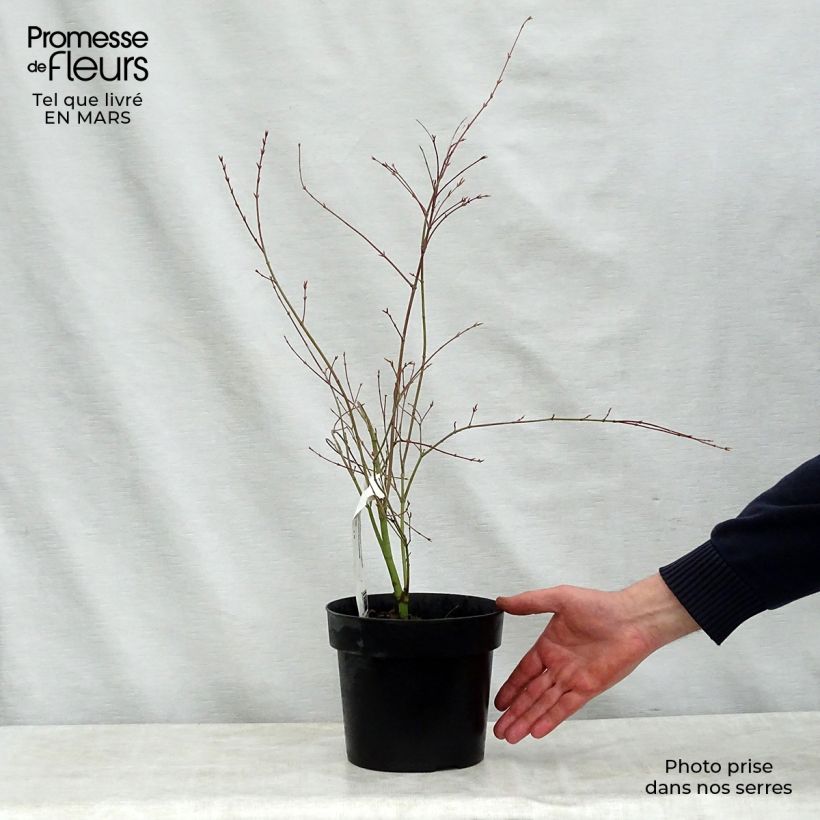 Acer palmatum Beni Shichihenge - Arce japonés Maceta 3L/4L Ejemplar entregado en la primavera