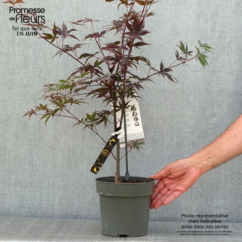 Ejemplar de Arce japonés Bloodgood- Acer palmatum Maceta 3L/4L entregado en verano