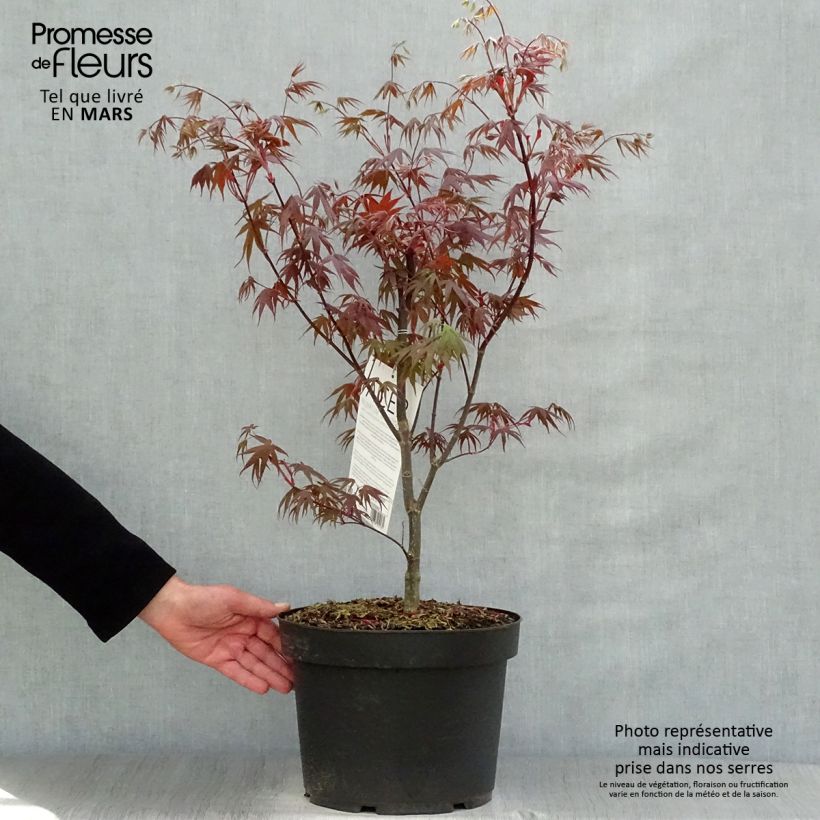 Arce japonés Bloodgood- Acer palmatum Maceta 7,5L/10L Ejemplar entregado en la primavera
