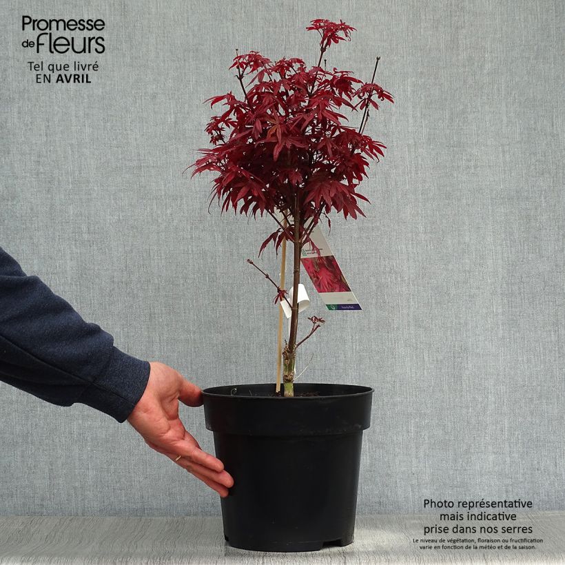 Arce japonés Brandt’s Dwarf Maceta 4L/5L Ejemplar entregado en la primavera