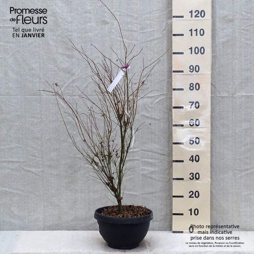 Arce japonés Butterfly- Acer palmatum Maceta 7,5L/10L Ejemplar entregado en invierno