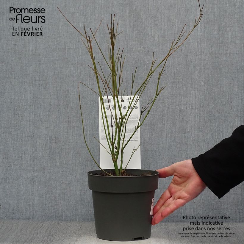 Arce japonés Butterfly- Acer palmatum Maceta 2L/3L Ejemplar entregado en invierno