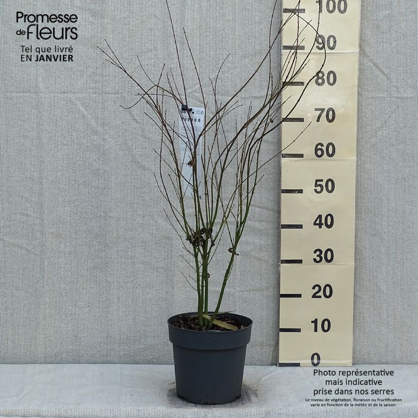 Arce japonés Butterfly- Acer palmatum Maceta 4L/5L Ejemplar entregado en invierno