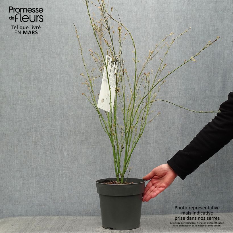 Arce japonés Butterfly- Acer palmatum Maceta 4L/5L Ejemplar entregado en la primavera