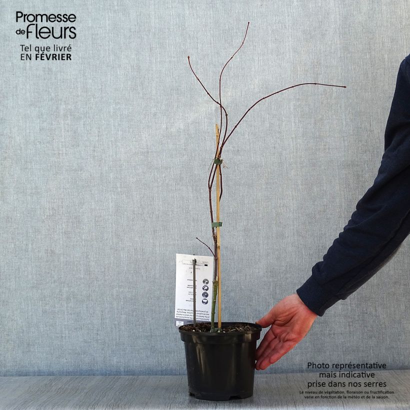 Arce japonés Crimson Queen Maceta 2L/3L Ejemplar entregado en invierno