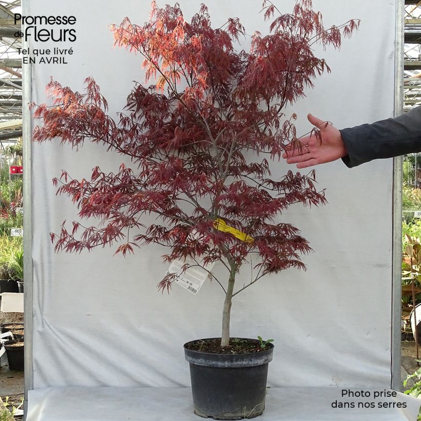 Arce japonés Dissectum Garnet - Acer palmatum Maceta 6L/7L Ejemplar entregado en la primavera