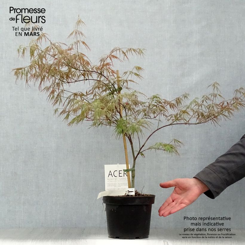 Arce japonés Dissectum Garnet - Acer palmatum Maceta 3L/4L Ejemplar entregado en la primavera