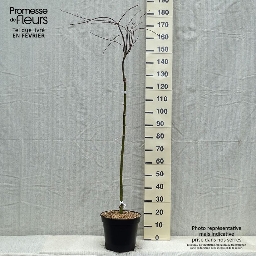 Arce japonés Dissectum Tamukeyama Maceta 7,5L/10L Ejemplar entregado en invierno