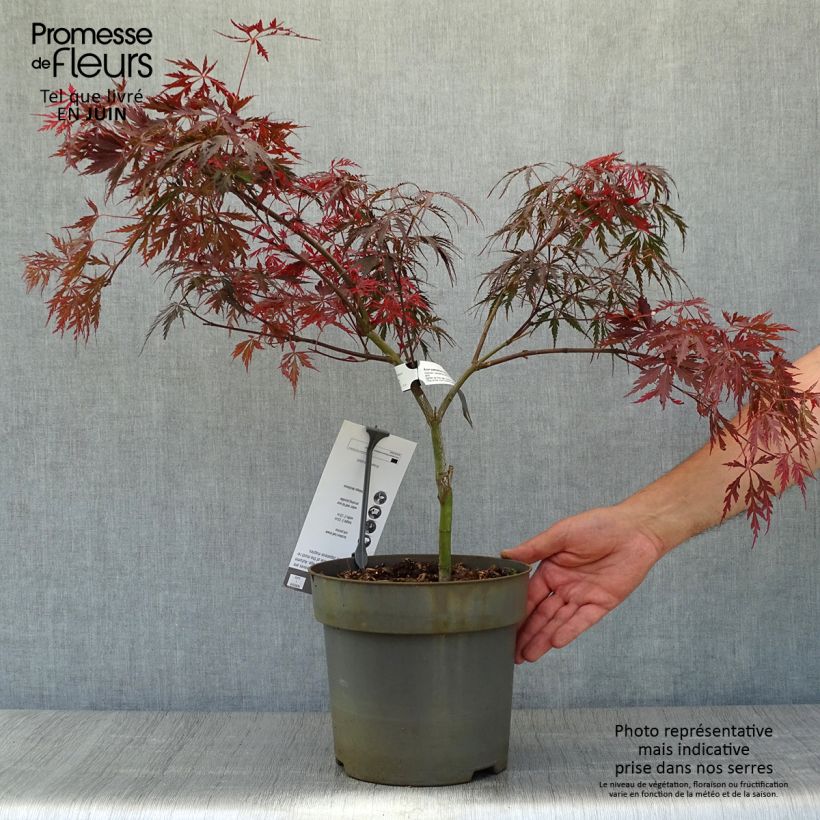 Ejemplar de Arce japonés Dissectum Tamukeyama Maceta 4L/5L entregado en verano