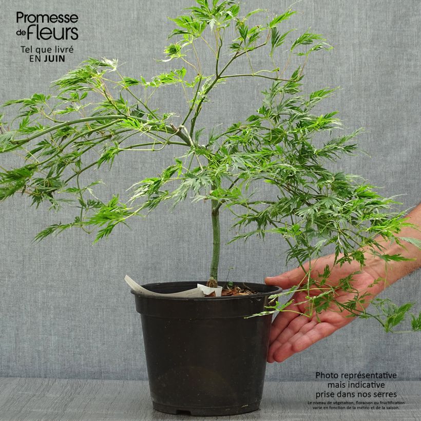 Ejemplar de Arce japonés Dissectum - Acer palmatum Maceta 3L/4L entregado en verano