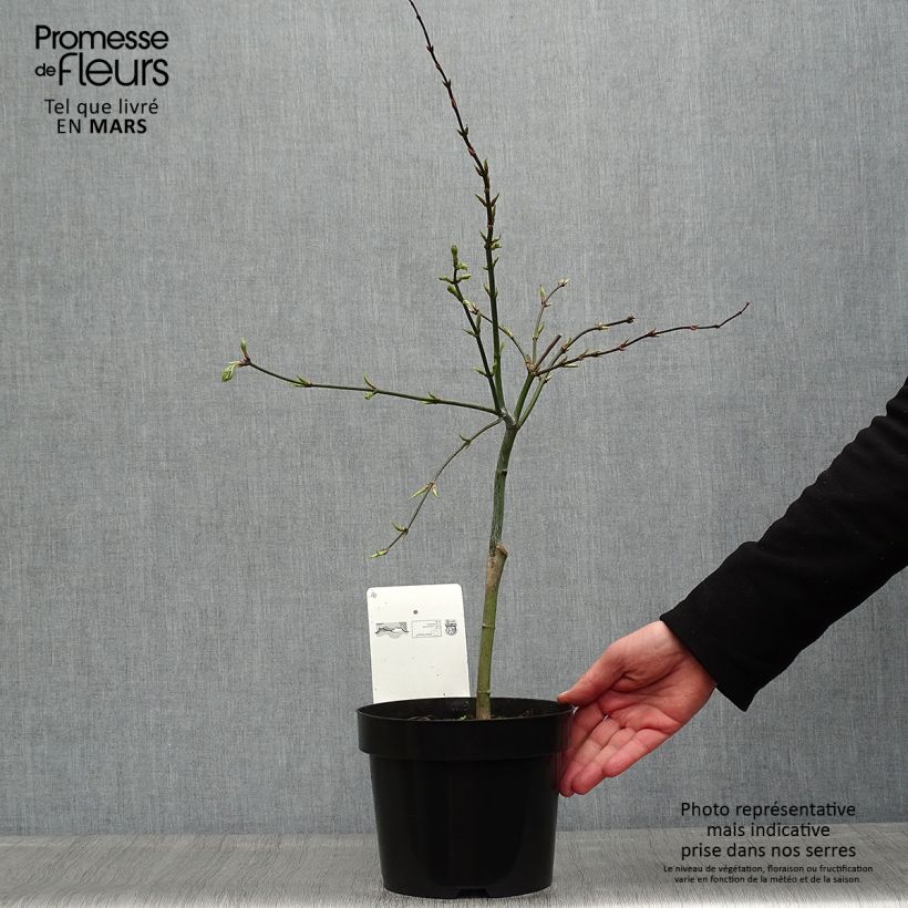 Arce japonés Dissectum - Acer palmatum Maceta 3L/4L Ejemplar entregado en la primavera