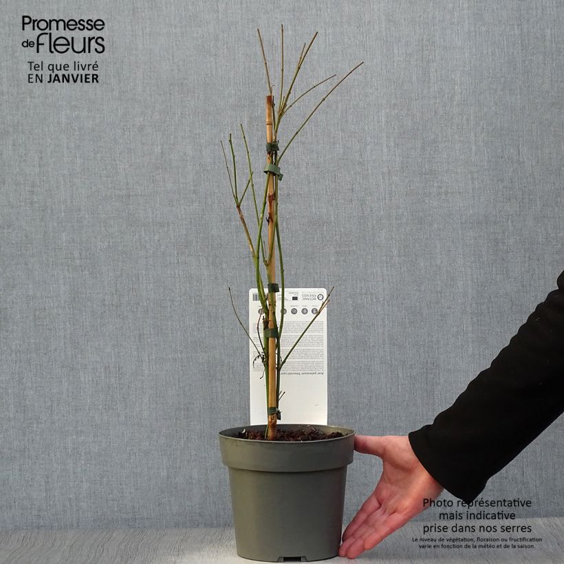 Arce japonés Emerald Lace Maceta 7,5L/10L Ejemplar entregado en invierno