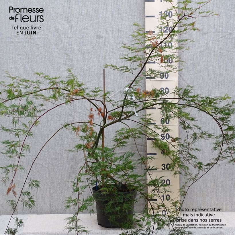 Ejemplar de Arce japonés Emerald Lace Maceta 7,5L/10L entregado en verano