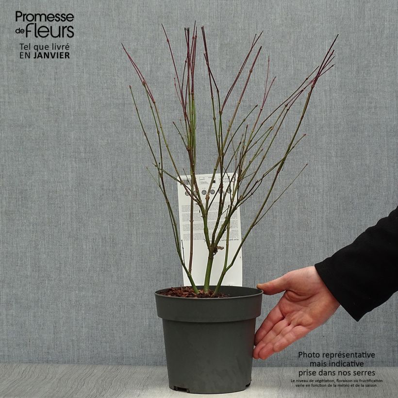 Arce japonés Little Princess Maceta 2L/3L Ejemplar entregado en invierno