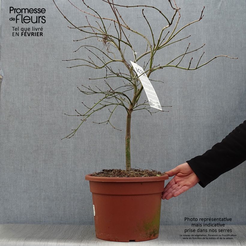 Arce japonés Osakazuki - Acer palmatum Maceta 3L/4L Ejemplar entregado en invierno