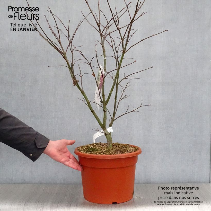 Arce japonés Osakazuki - Acer palmatum Maceta 7,5L/10L Ejemplar entregado en invierno