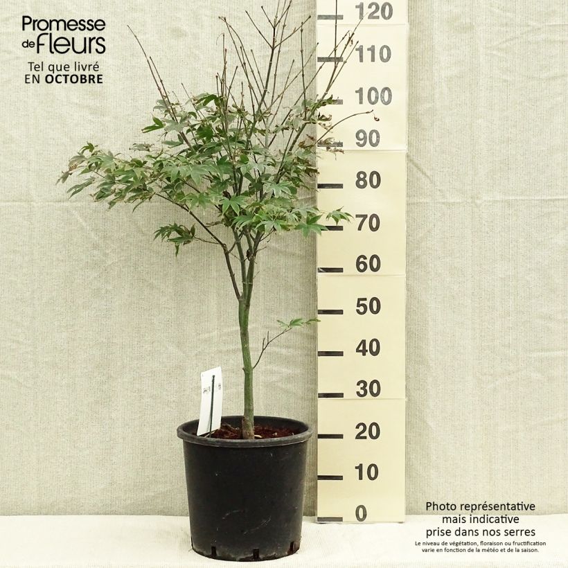 Ejemplar de Arce japonés Osakazuki - Acer palmatum Maceta 7,5L/10L entregado en otoño