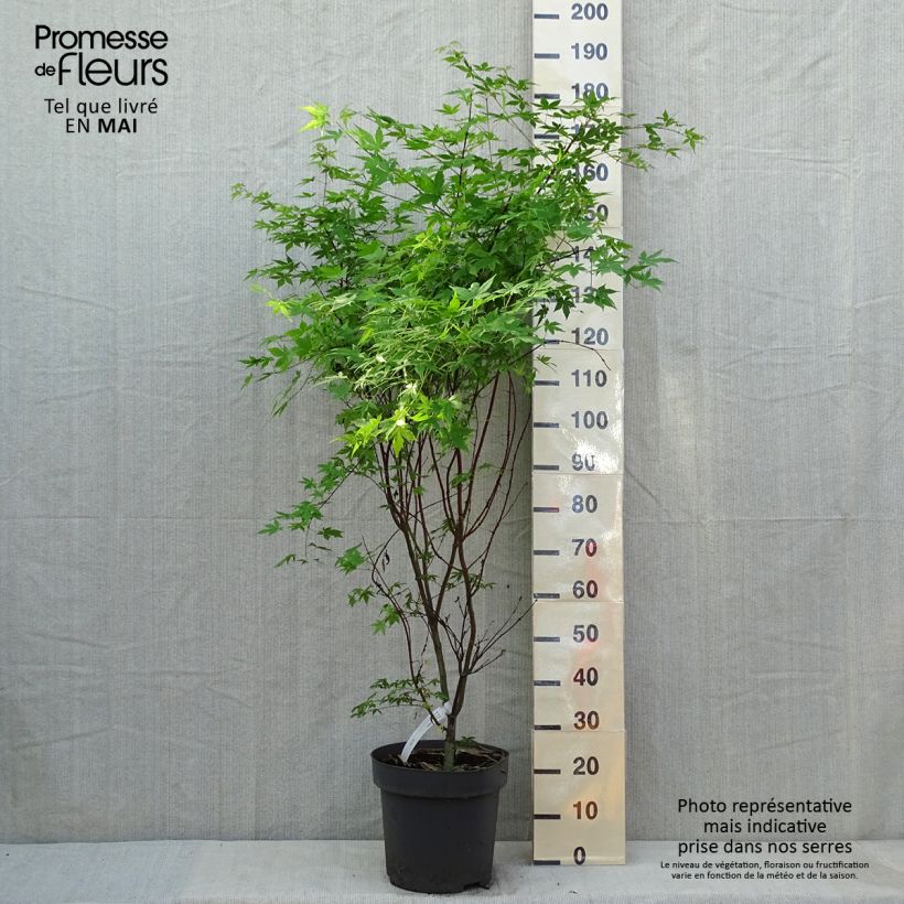 Arce japonés Osakazuki - Acer palmatum Maceta 7,5L/10L Ejemplar entregado en la primavera