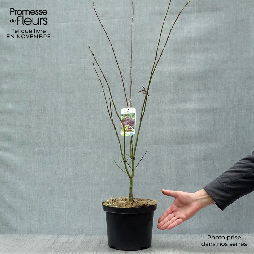 Ejemplar de Arce japonés Red Pygmy Maceta 3L/4L entregado en otoño