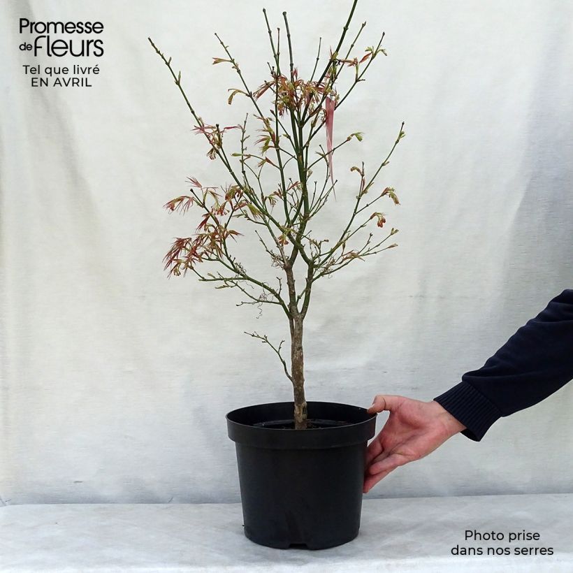 Arce japonés Red Pygmy Maceta 3L/4L Ejemplar entregado en la primavera