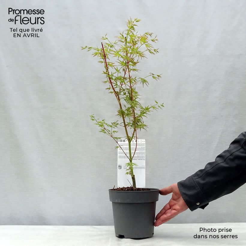 Arce japonés Sangokaku - Acer palmatum Maceta 2L/3L Ejemplar entregado en la primavera