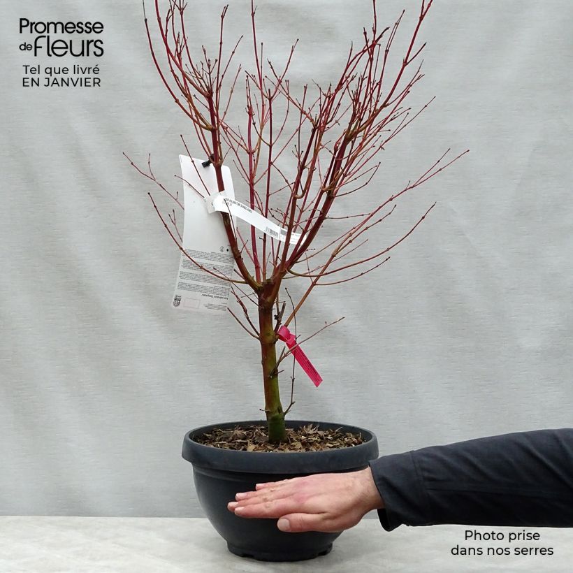Arce japonés Sangokaku - Acer palmatum Maceta 6L/7L Ejemplar entregado en invierno