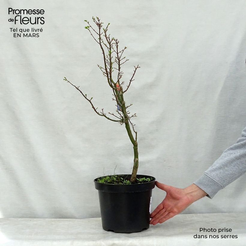 Acer palmatum Shishigashira - Arce japonés Maceta 7,5L/10L Ejemplar entregado en la primavera