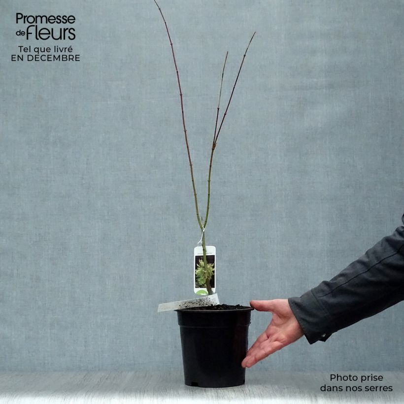 Arce japonés Summer Gold Maceta 3L/4L Ejemplar entregado en invierno