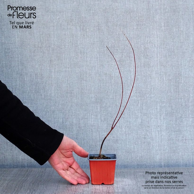 Arce japonés - Acer palmatum Maceta de 8/9 cm Ejemplar entregado en invierno