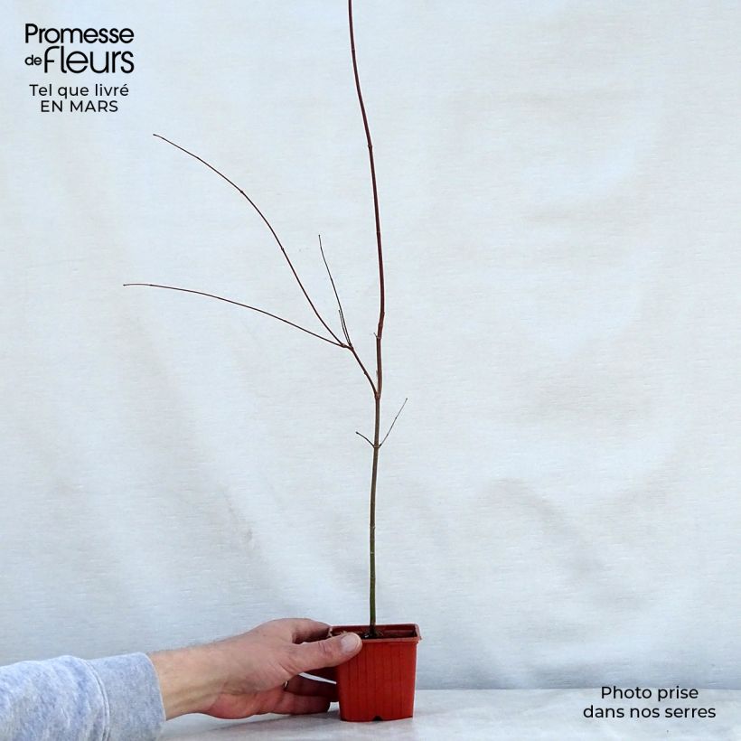 Arce japonés - Acer palmatum Maceta de 8/9 cm Ejemplar entregado en la primavera