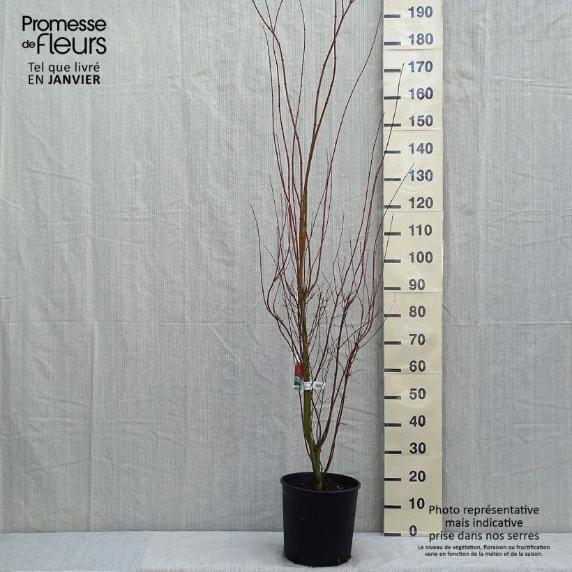 Arce japonés - Acer palmatum Maceta 7,5L/10L Ejemplar entregado en invierno