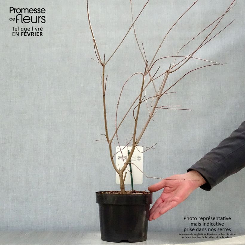 Arce japonés - Acer palmatum Maceta 3L/4L Ejemplar entregado en invierno