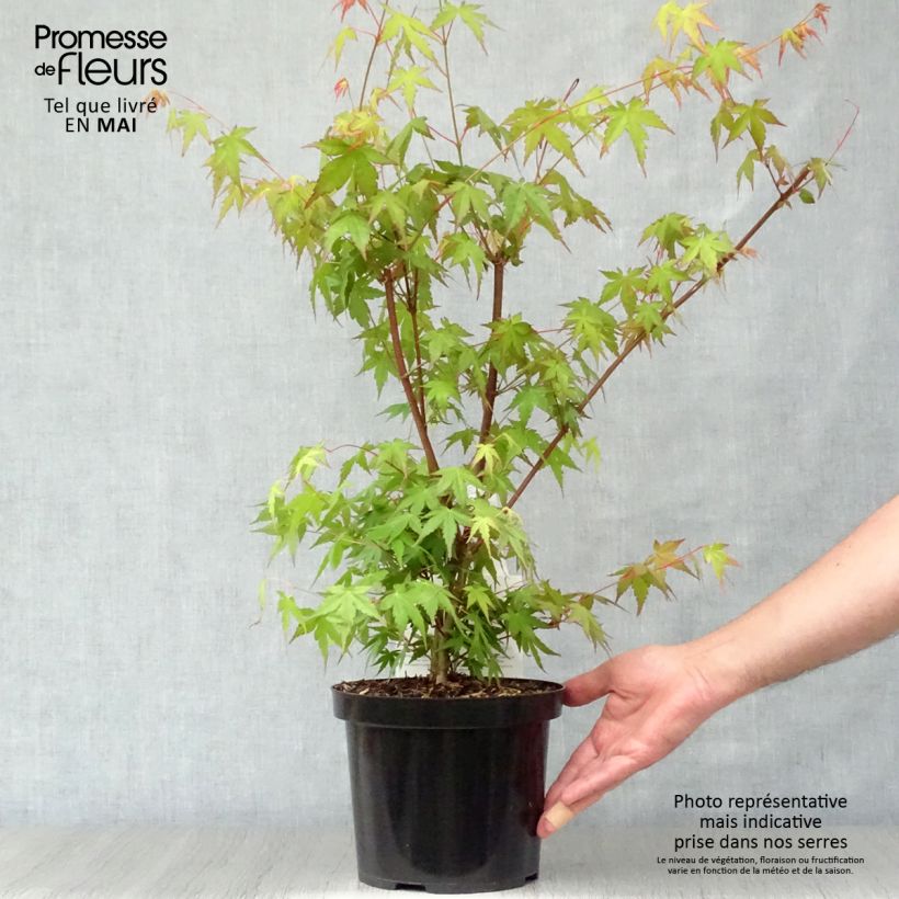 Arce japonés - Acer palmatum Maceta 3L/4L Ejemplar entregado en la primavera