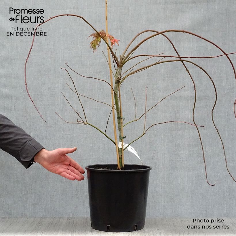 Acer pseudosieboldianum Ice Dragon Maceta 12L/15L Ejemplar entregado en invierno