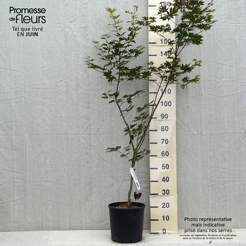 Ejemplar de Acer pseudosieboldianum Ice Dragon Maceta 12L/15L entregado en verano