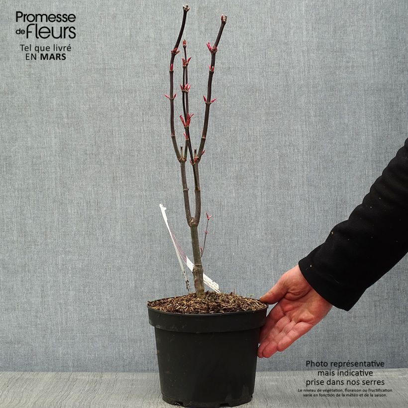 Acer pseudosieboldianum Ice Dragon Maceta 12L/15L Ejemplar entregado en la primavera