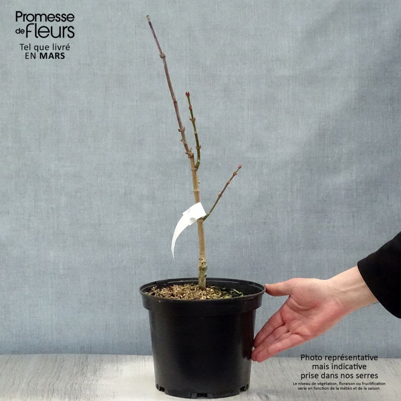 Érable du Japon - Acer shirasawanum Aureum Pot de 3L/4L Ejemplar entregado en la primavera