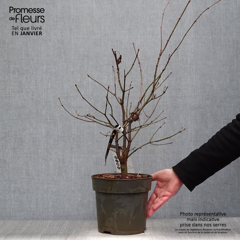 Arce de Shirasawa Autumn Moon - Acer shirasawanum Maceta 7,5L/10L Ejemplar entregado en invierno