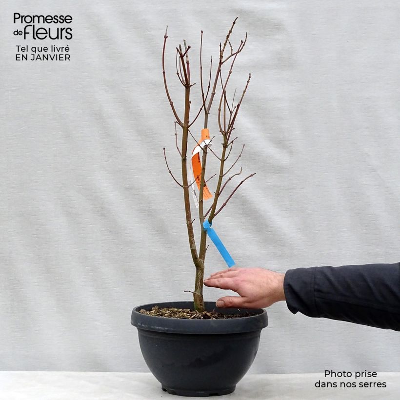 Arce de Shirasawa Jordan - Acer shirasawanum Maceta 7,5L / 10L Ejemplar entregado en invierno