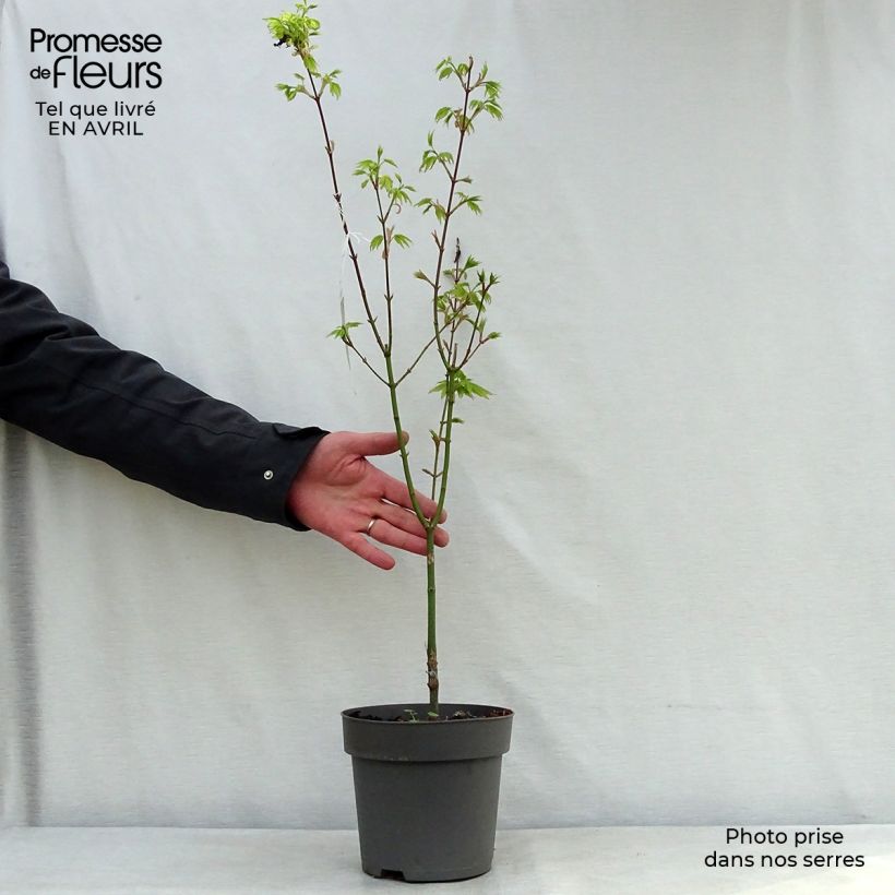 Arce de Shirasawa Jordan - Acer shirasawanum Maceta 2L/3L Ejemplar entregado en la primavera