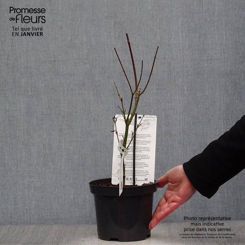 Arce de Shirasawa Jordan - Acer shirasawanum Maceta 2L/3L Ejemplar entregado en invierno