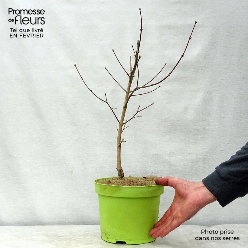 Arce de Shirasawa Moonrise - Acer shirasawanum Maceta 6L/7L Ejemplar entregado en invierno